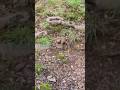 Chipmunk Packing Peanuts