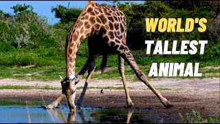 Giraffe -The World's Tallest Animal.