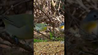 Senegal white eyes and pekin robin in outdoor softbills aviary
