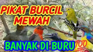 SUARA PIKAT BURUNG KECIL MEWAH💯banyak di buru