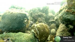 video bawah laut || kumpulan ikan dibawah laut || underwater video