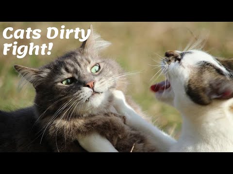 cat-compilation---funny-dirty-cats-fight--meao-!