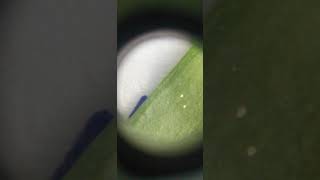 Paratrioza Bactericera Cockerelli Cultivo De Pimiento O Chile Bell