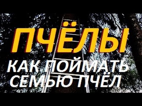 На даче - КАК УСТАНОВИТЬ ЛОВУШКИ ДЛЯ ПЧЕЛ / Как поймать пчелиную семью / Пчёлы/ Дача / Дачник в плюс