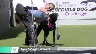 Fetch It Winner - 2016 Purina® Pro Plan® Incredible Dog Challenge® Eastern Regionals