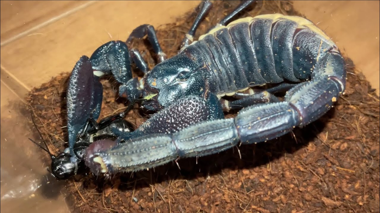 スワンメルダムオオハカリサソリ (Gigantometrus swammerdami) - YouTube