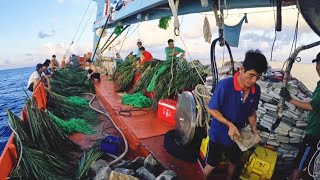 Continuing to Use Leaves to Create Fish Shelters | Fishing 2026-Episode 104 | Hua Dong Sea Waves
