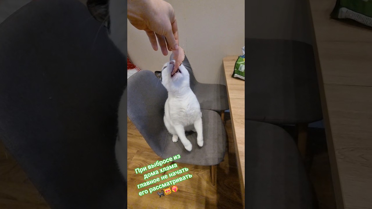 Стэтхэм о хламе🐈‍⬛😻❤️‍🔥 