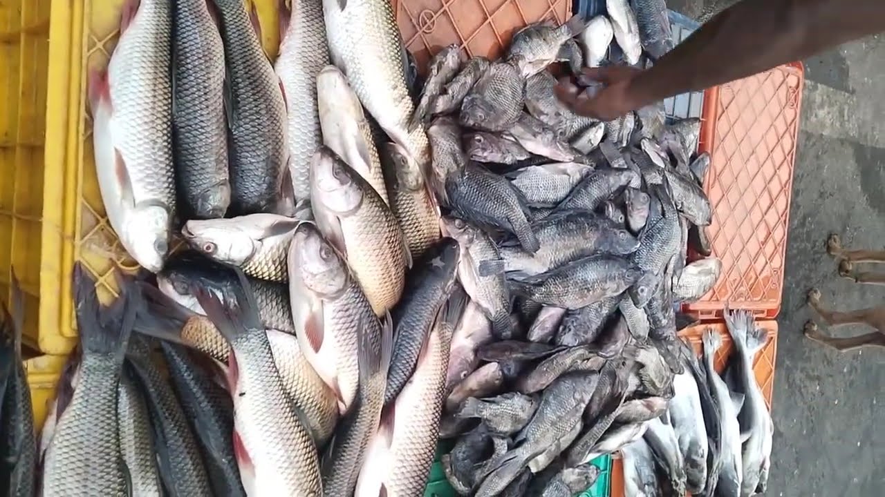 தேனி வைகை டேம் ல மீன் வாங்கலாம் வாங்க ❤️ #shorts #yt #ytshorts #theni #vaigairiver #andipatti 