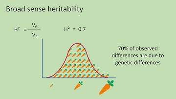 Quantitative genetics 3 - Broad sense heritability