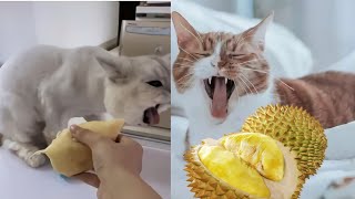 Download lagu Funny Cats Reaction To Smelling Durian Cute and Fu... mp3