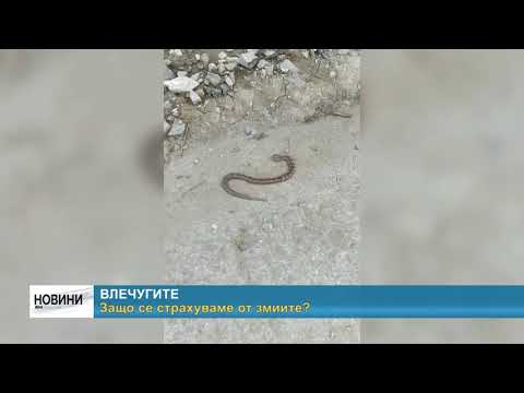 Видео: Как да спрем да се страхуваме от змиите
