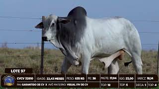 LOTE 97 CVCV 32810