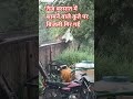 तेज बरसात में सामने वाले कुते पर बिजली गिर गई #lightning #thunder