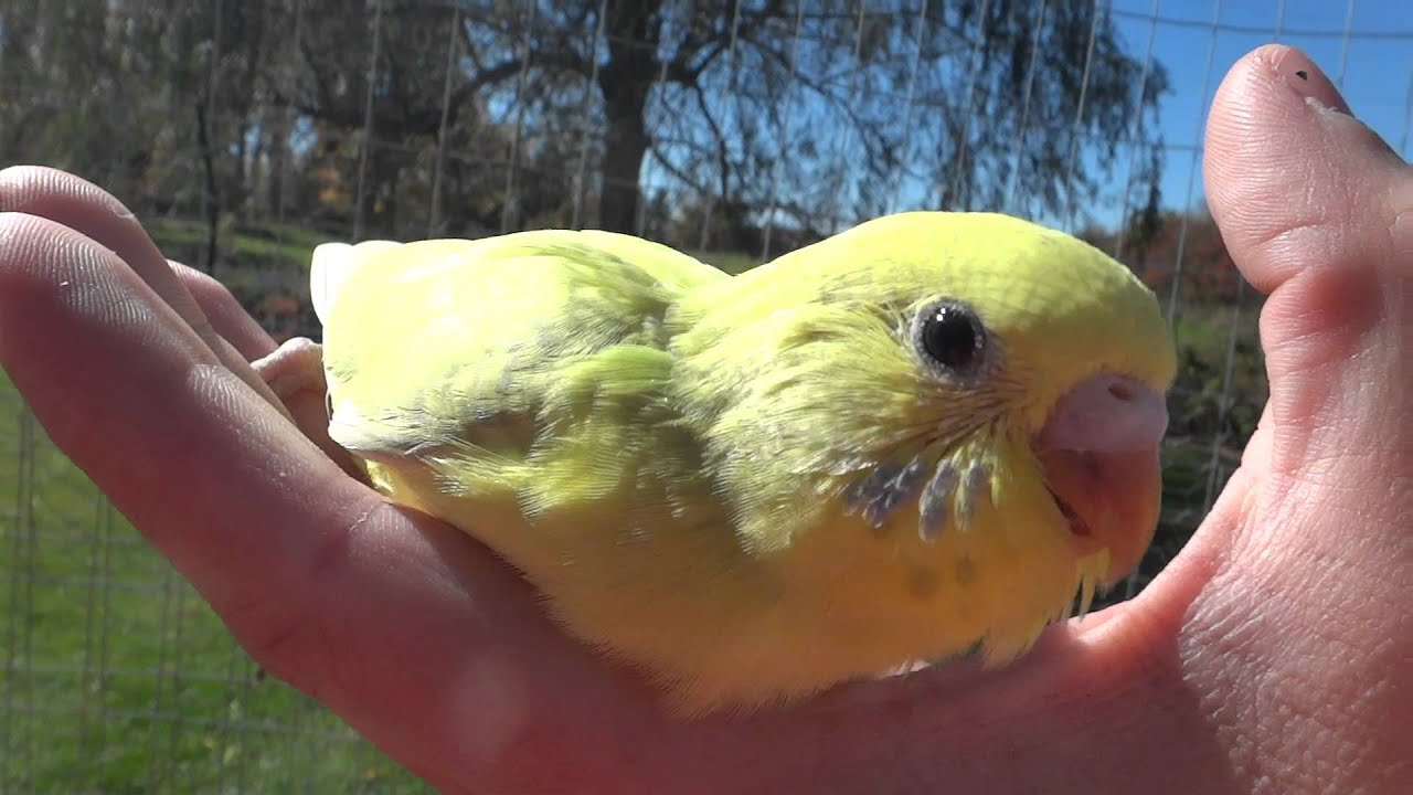Lime Green Grey Wing Budgie/Parakeet YouTube