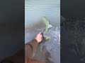 Pink salmon release #pnw #fishing #greatpnw #salmon #nature