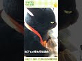 大根を切る大きい猫（諭吉）#Short