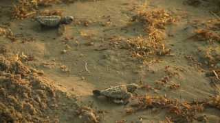 The Texas Bucket List - Kemp's Ridley Sea Turtle Release