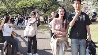 新宿御苑でお花見　サトザクラが満開　2026/04/12 a71