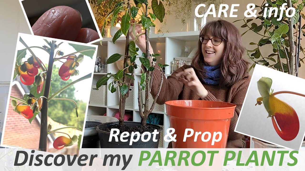 PARROT PLANTS 🦜 Impatiens Niamniamensis CARE, Repot & Propagation. Flowers, seeds, Weird CRYSTALS!!!