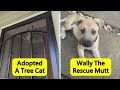 The Most Wholesome Rescue Pet Photos This March