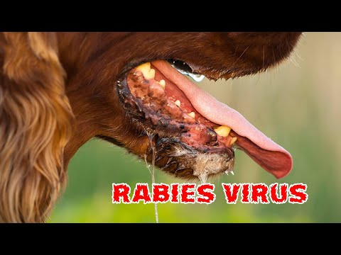 Video: Bagaimana anjing bisa terkena rabies?