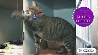 No Strings Pet Care