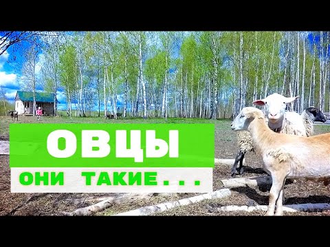 ОВЦЫ ЭТО ОЧЕНЬ
