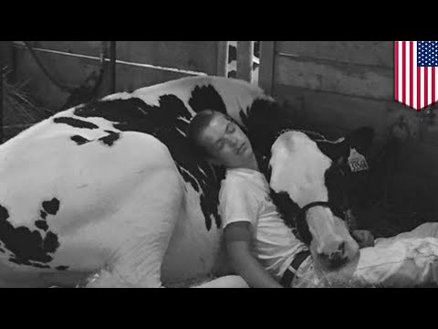 Boy and cow napping: Photo of Jeremy Miner and Audri the cow hitting the hay wins - TomoNews