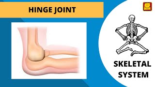Skeletal System | Hinge Joint