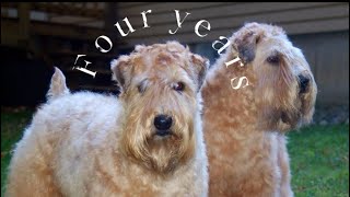 Four Years (demo) - Jane Hereth
