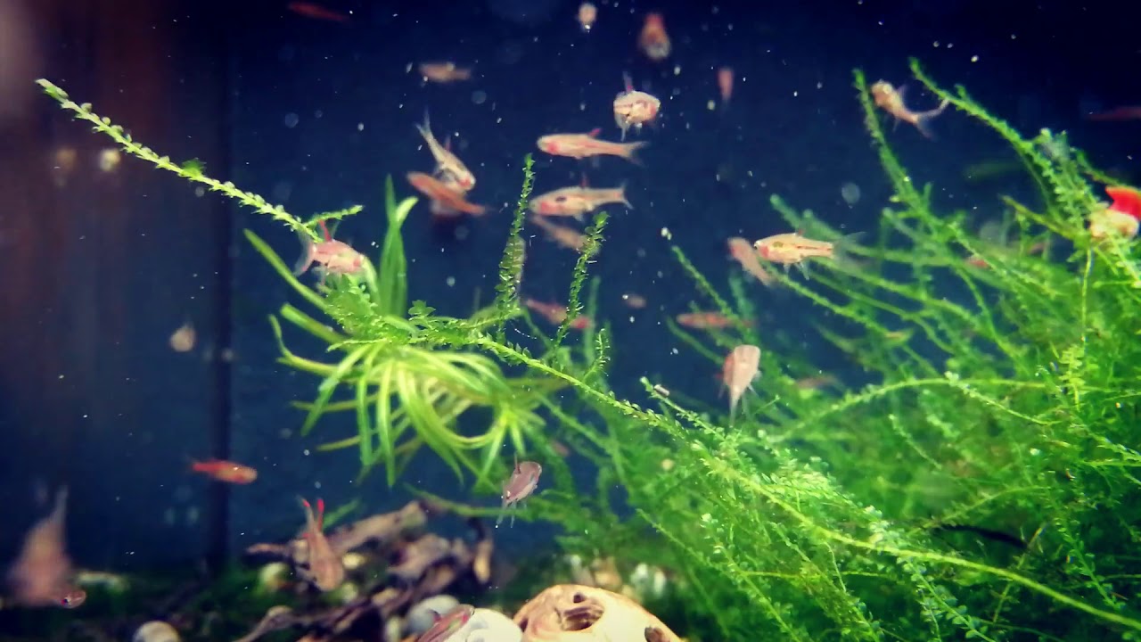 Razborka bornejská - Boraras brigittae - www.shrimp.sk