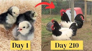 Lakenvelder Chickens Timelapse Transformation from CHICK Growth Day by Day to  Lakenfelder Hühner