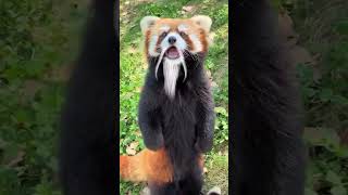 Adorable cute animal #animals #compilation #cool #funny #cute