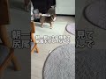🙄挨拶代わりに尻尾を下げる柴犬