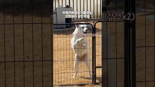 하루만에 보호자를 만난 진돗개 이레가 보인 반응🩷