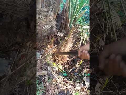 قلع فسائل النخيل