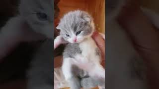 How Cats cooking campillation cats amazing  smart cats  932 1 by DJ REAT REMAX BLOGGER No views 1 year ago 4 minutes, 12 seconds