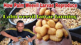 How Palm weevil larvae Reproduce /Farming process #palm