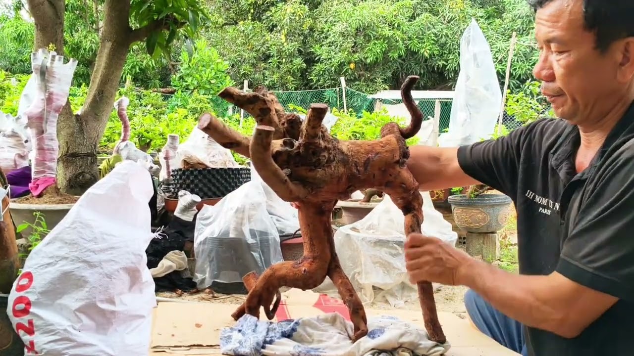 Mai Rừng Ủ Lên Nhựa Rất Đẹp 