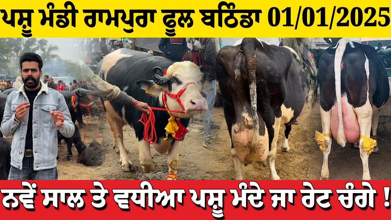 ਪਸ਼ੂ ਮੰਡੀ ਰਾਮਪੁਰਾ ਫੂਲ ਬਠਿੰਡਾ ਨਵੇਂ ਸਾਲ ਤੇ ਪਸ਼ੂ ਮੰਦੇ ਜਾ ਰੇਟ ਚੰਗੇ 01/01/2025 Pashu Mandi Rampura Phul