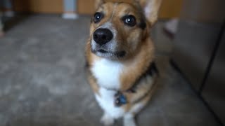 Pup Cakes For Oliver And Nigel - Corgi Birthday