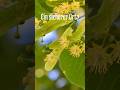 Linde: Der alte Baum der mütterlichen Geborgenheit in der historischen Sagenwelt 🕊️ 🌳