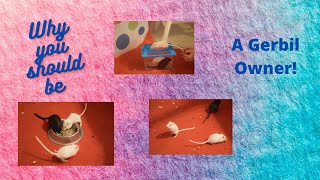 9 Reasons of Why You Should Become a Gerbil Owner