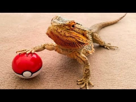 bearded-dragon---a-cute-and-funny-bearded-dragon-videos-compilation-||-pet-videos