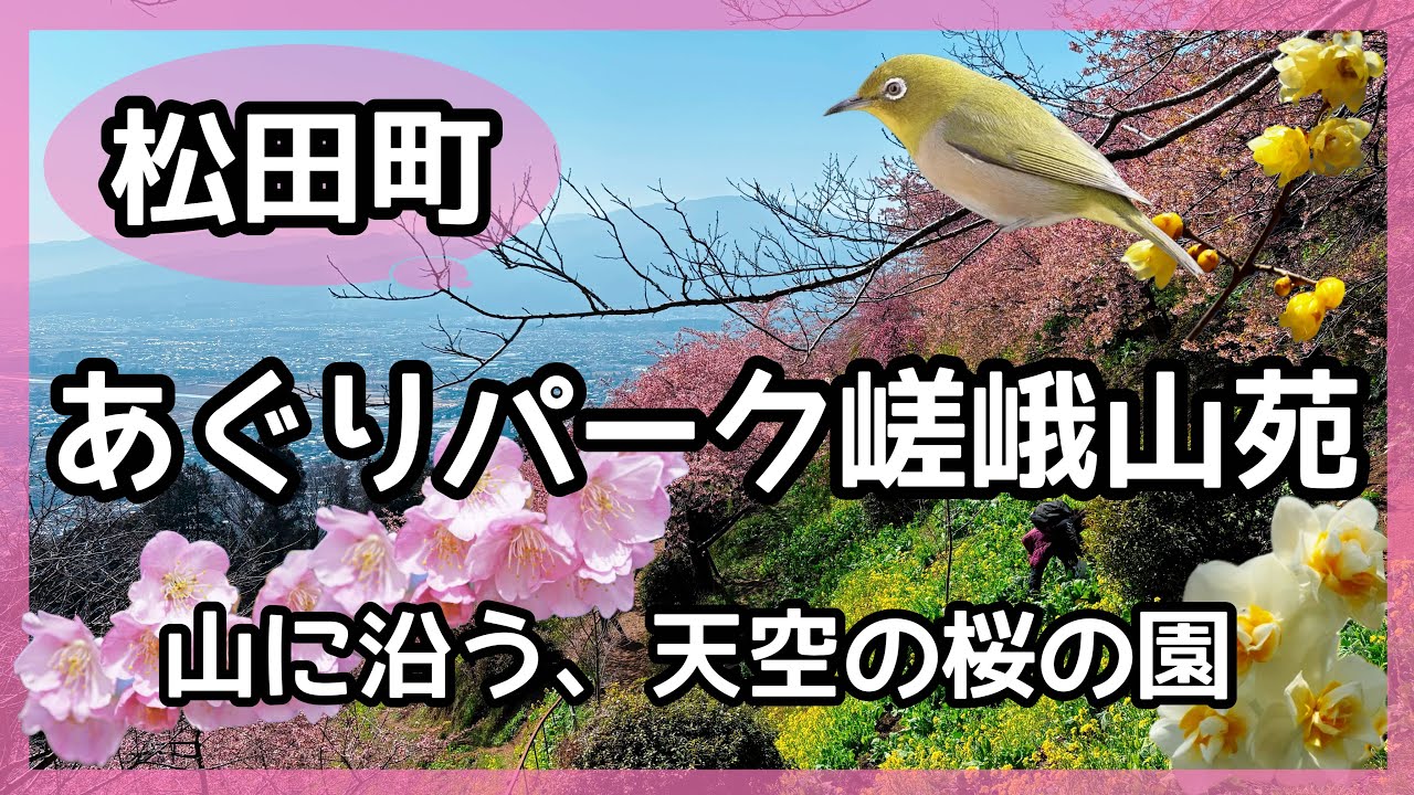 Matsuda Town] Agri Park Sagayamaen 🌸 A cherry blossom garden in
