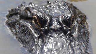 ALLIGATORS EAT HOT DOGS : Louisiana Swamp Tour with Cajun Encounters