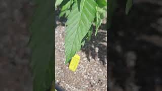 2022 outdoor grow