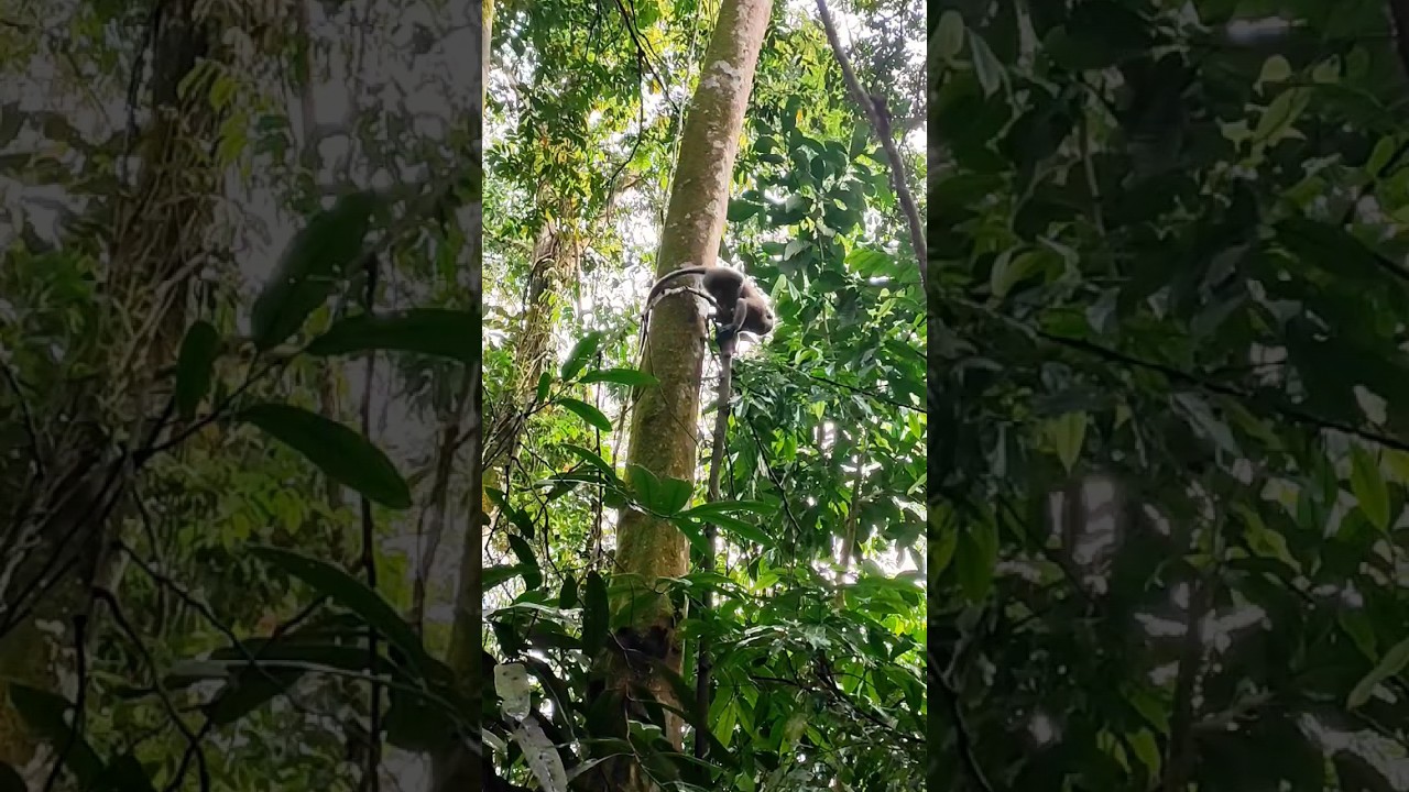 Monkeys climbing trees 