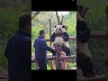 Giant Panda Funny Dance Moves Shorts Pandadance Funnyanimals Trending